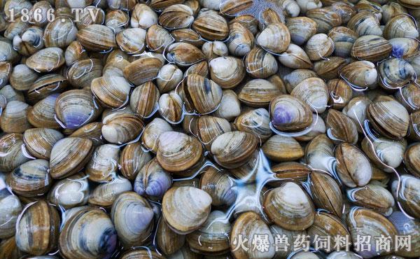 蛤蜊多少钱一斤,如何挑选蛤蜊