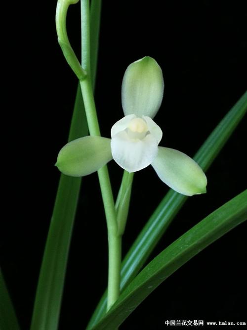 2017最美四季--大唐宫粉