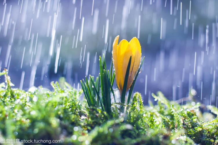 原创散文诗春天的雨