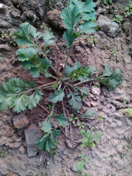 请问,这野菜叫什么?