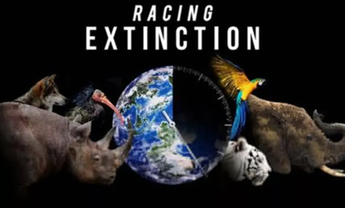 叫《竞相灭绝》(racing extinction),讲因人类活动而加速的物种灭绝