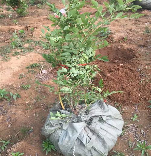 优瑞卡蓝莓苗 优瑞卡蓝莓苗品种介绍与报价