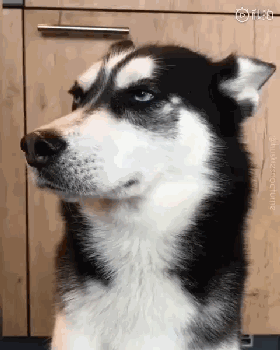 还有   小时 二哈生气了,看起来很不好哄的样子,表情也是无比高冷了.