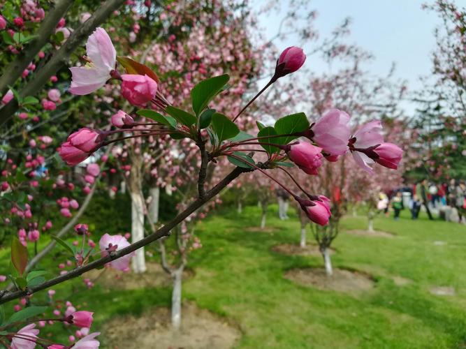 手机随拍(八):春初荆川公园海棠文化节