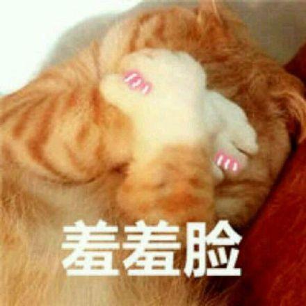羞羞脸(猫咪捂脸)_捂脸_猫咪_羞羞脸表情
