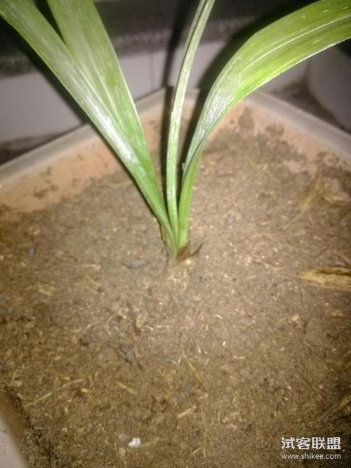 奇趣植物猴面兰花