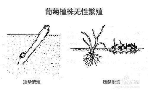 酿酒葡萄育种及繁殖