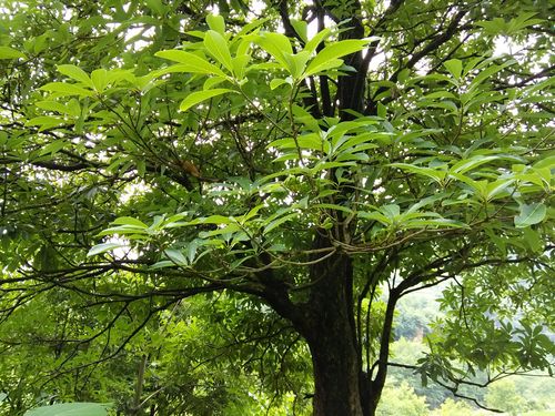 这是楠木的那一种谢谢