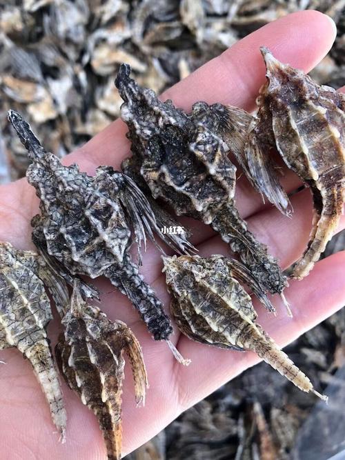 野生海麻雀,针对小朋友咳痰咳嗽上火,支气管炎等症状很有效,润肺止咳