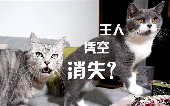 主人凭空消失在猫咪面前,猫咪会有什么样的反应?