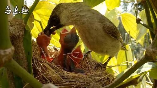 灰喜鹊育雏:这是我见过最公平的亲鸟了,每只雏鸟都有兼顾