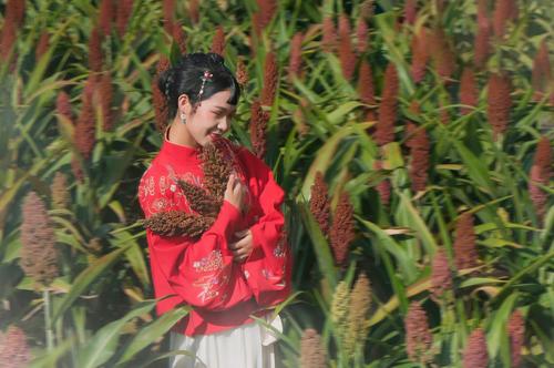 记忆里, 那一片守望在心里的高粱地, 那一抹绽放在心里难以释怀的火红