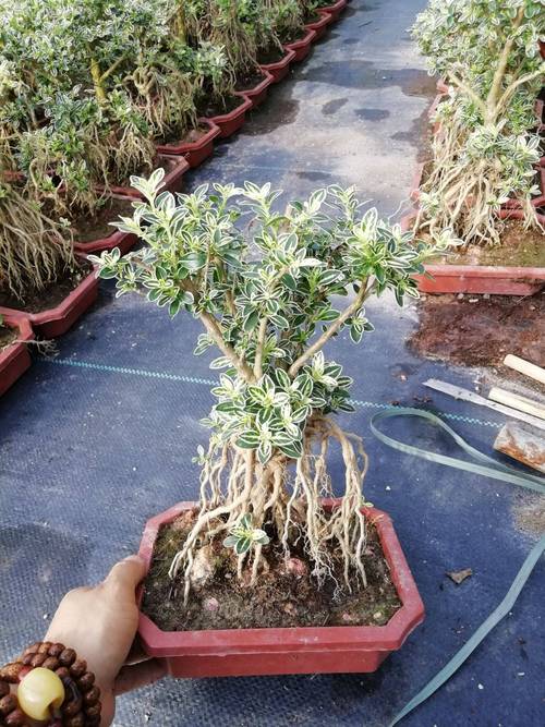 提根金边六月雪盆栽花卉室内净化空气美观