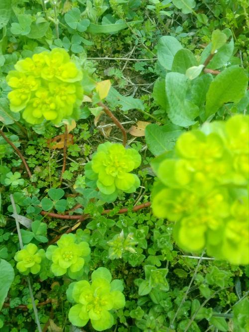 野生新鲜泽漆猫眼草猫儿眼睛草五朵云五猫眼草乳浆当前热销