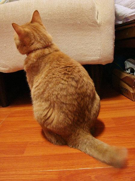 躲在角落の猫的相册-我的喵喵