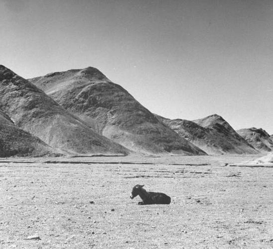 新疆老照片(3) 跟随乌斯满逃命的50多人一个个掉下队来,全部做了解放