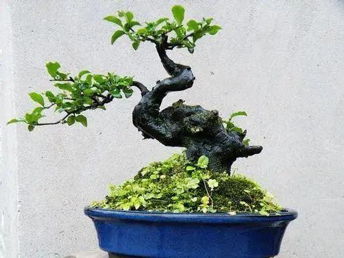 学会这几招,金弹子植株矮霸结果丰硕,来看看吧