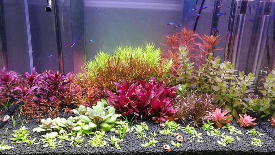 【水草】出荷兰景水草