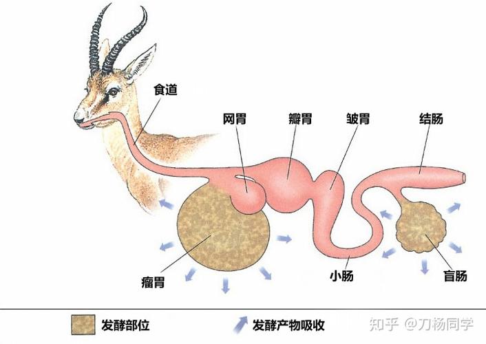 发酵分解与吸收,在此类动物的盲肠及大肠中含有大量的微生物与消化酶