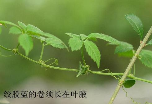 事实上,有的绞股蓝的藤无毛.