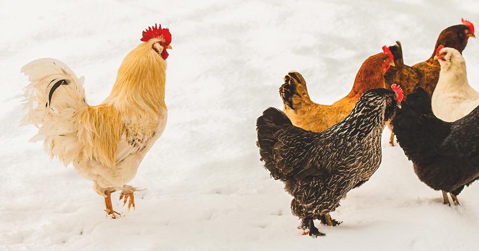 so we need to provide the chickens more daylight than there