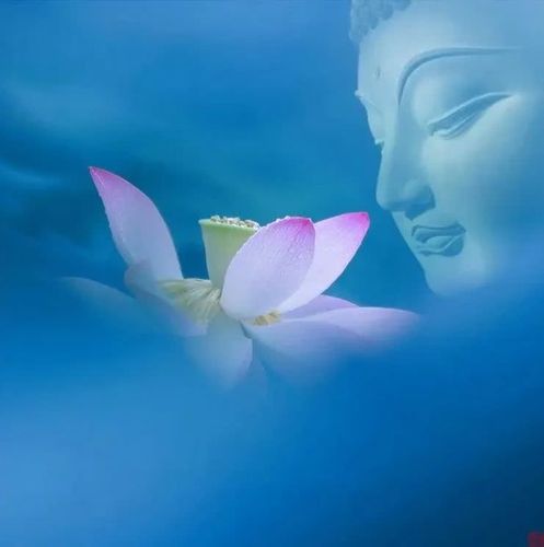 《舒兰画晴微刊》是最清新文艺的公众号 唯美   养生   禅意   慧悟