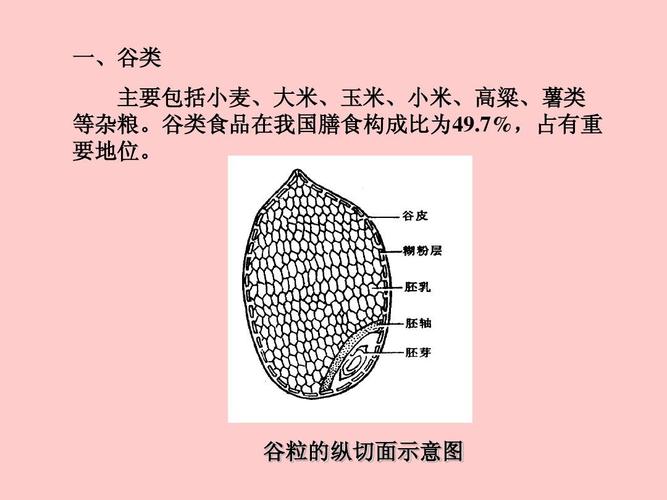 谷粒的纵切面示意图