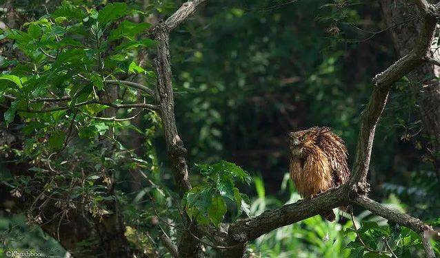 从表面上看,毛腿渔鸮有点像普通雕鸮,但颜色较灰暗,面部羽毛松散,耳簇