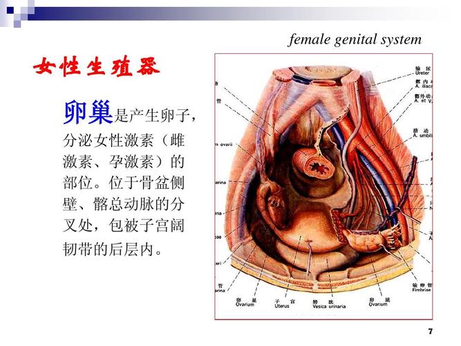 盆腔解剖终末版