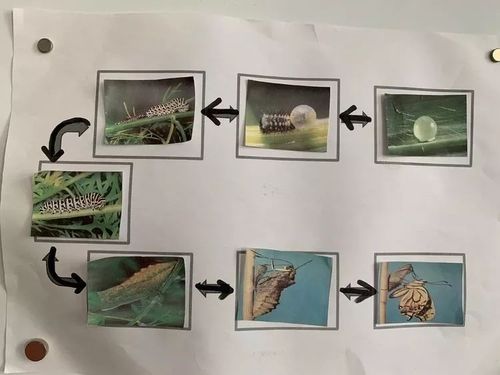 对昆虫的变态发育已经有了一定了解,我们能用流程图把蝴蝶的蜕变过程