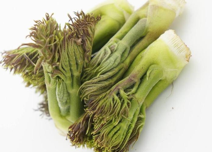 刺老芽中总皂甙含量是人参根中的三倍左右.