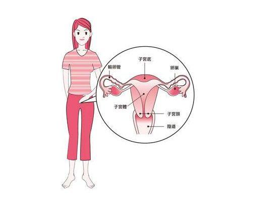 子宫写给每位女性的自白关于我你不知道的7件事