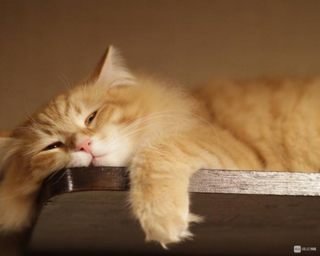 好累,睡不够,身心疲惫不堪,灵魂躯体不知如何安放,感觉这把老骨头都要