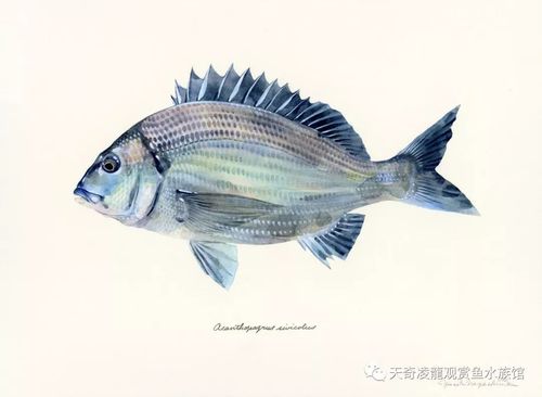 【今日亚洲】日本艺术家手绘的鱼类水彩画,中国网友表示不服!
