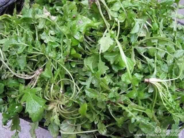 野菜,花花菜