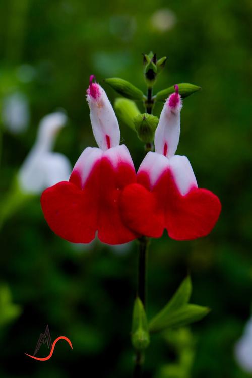 美丽的樱桃鼠尾草【已上麻辣首页】