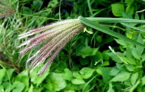 虎尾草,别名:棒锤草,刷子头,盘草,拉丁文名:chloris virgata sw.