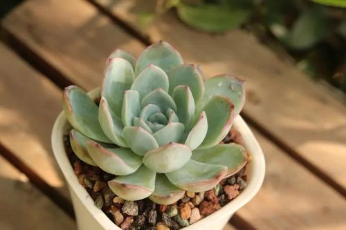 "厚叶水莲"景天科拟石莲花属多肉植物,园艺杂交品种