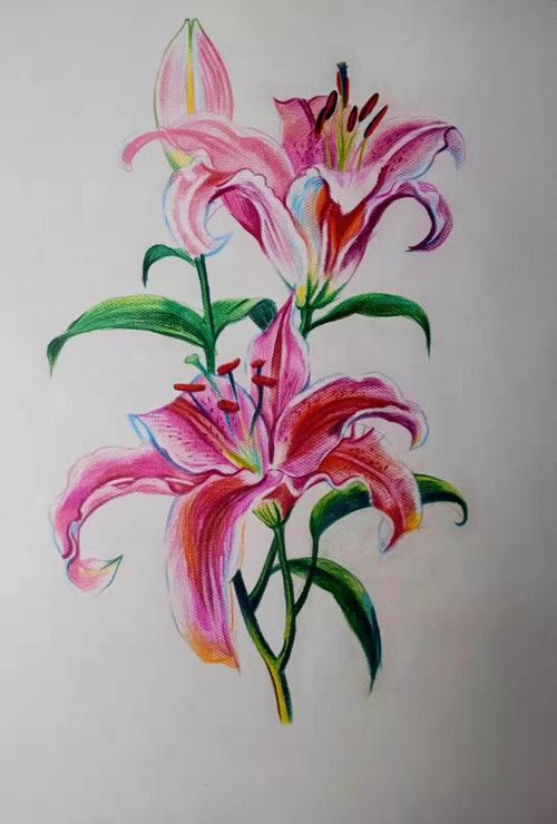百合花彩铅作品