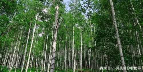 长白山国际狩猎度假胜地,不在森林里,在去林路上