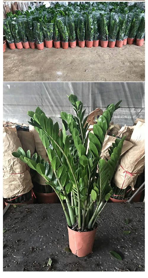 古达园艺用品 古达金钱树盆栽植物室内钱串子客厅办公