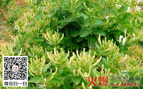 金银花的病虫害和防治方法