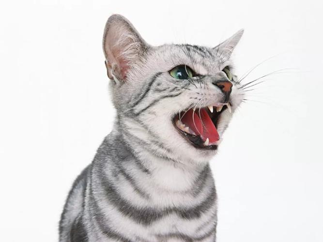 猫叫声代表什么意义?