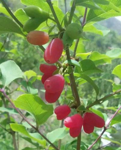 杈杷果苗 (四年结果苗,包邮)