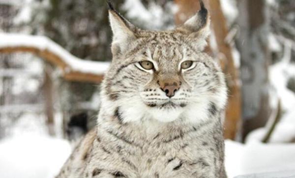 地球上10大禁止家养的名猫,第四狞猫,第十薮猫,有人敢养吗?