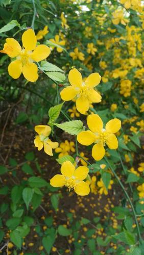 其它 棣棠花花语与传说 写美篇关于棣棠花的传说,其实是有一个古代