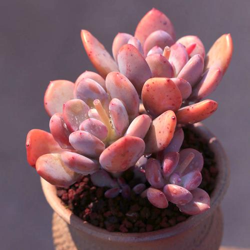 灰姑娘多肉植物大株老桩多头云南维尼美家新品种多肉