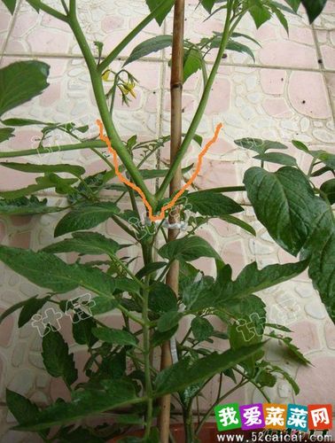 盆栽番茄绑枝,整枝,打叉,摘心全过程(图解) | 掌上菜园