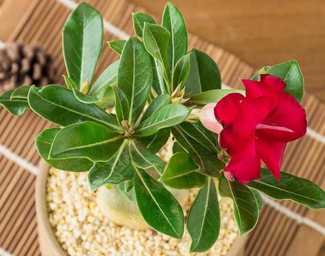 沙漠玫瑰可以放在卧室吗?