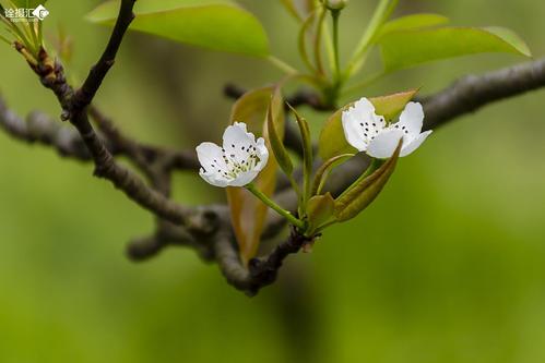 花开并蒂,桑结连理.